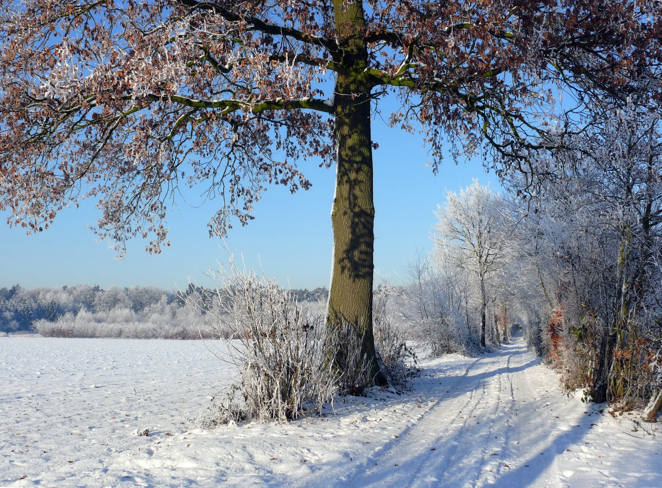 Snowy path with frost-covered trees
