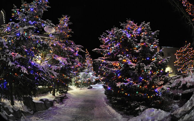 snowy path with lit trees