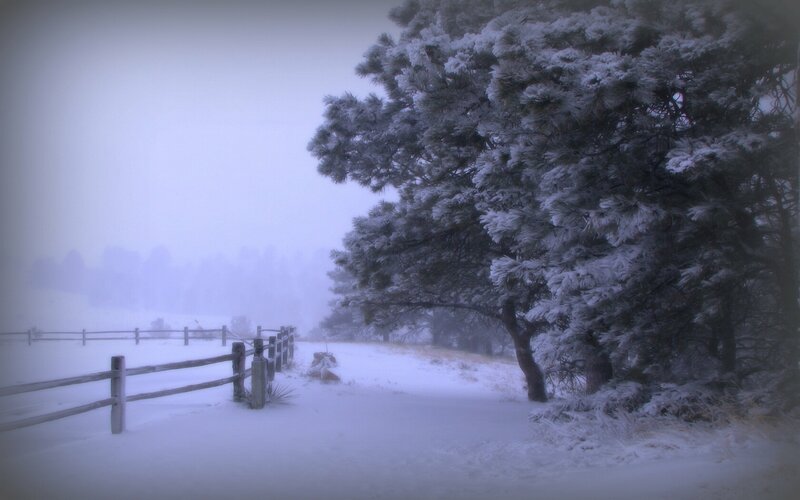 Snowy path with pine tree