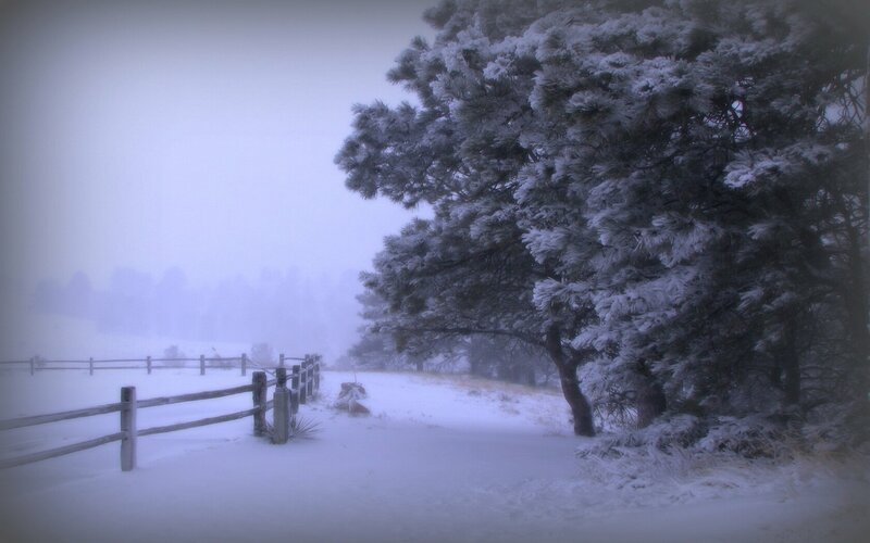 Snowy path with pine tree