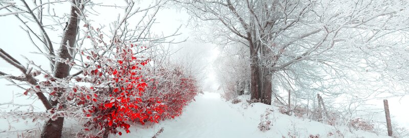 Snowy path with red bush