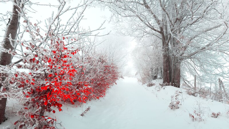Snowy path with red leaves