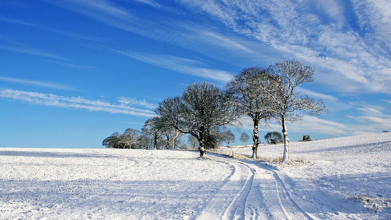 Snowy path with trees