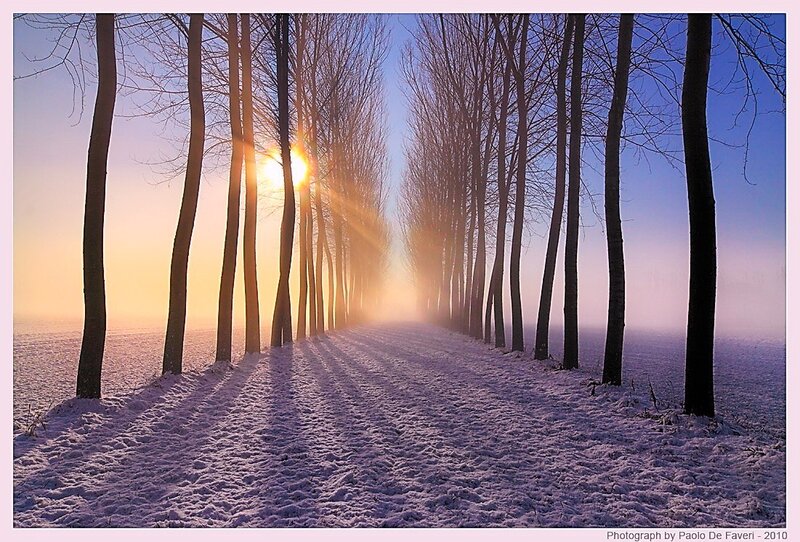 Snowy Path with Trees — Blue
