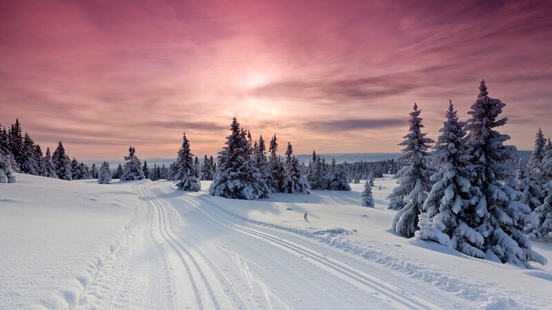 Snowy Path with Trees — Pink