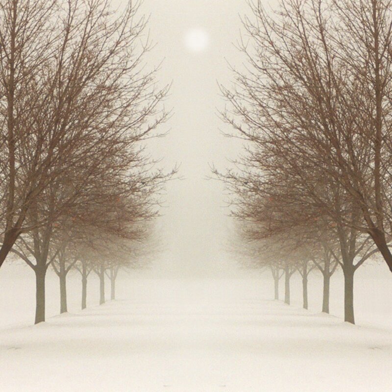 Snowy Path with Trees — White