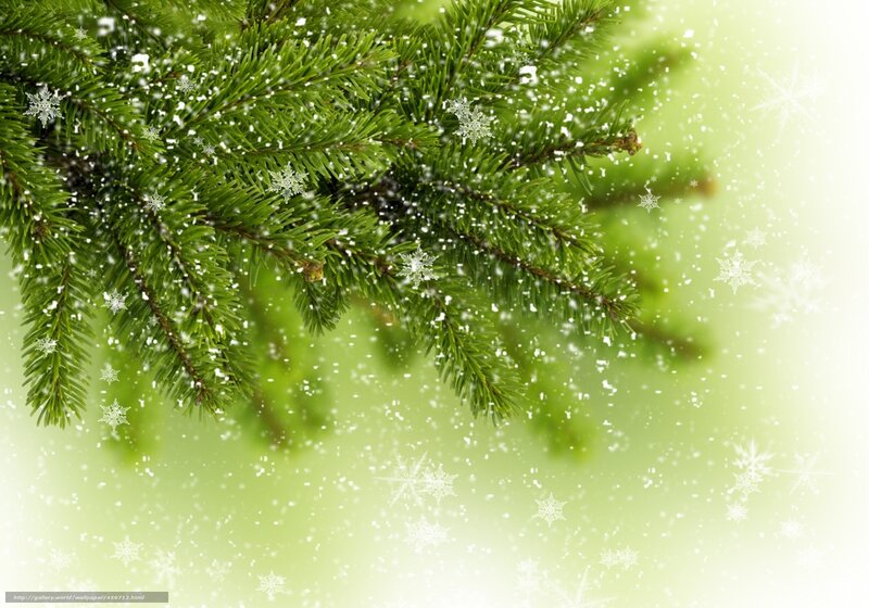 snowy pine branch