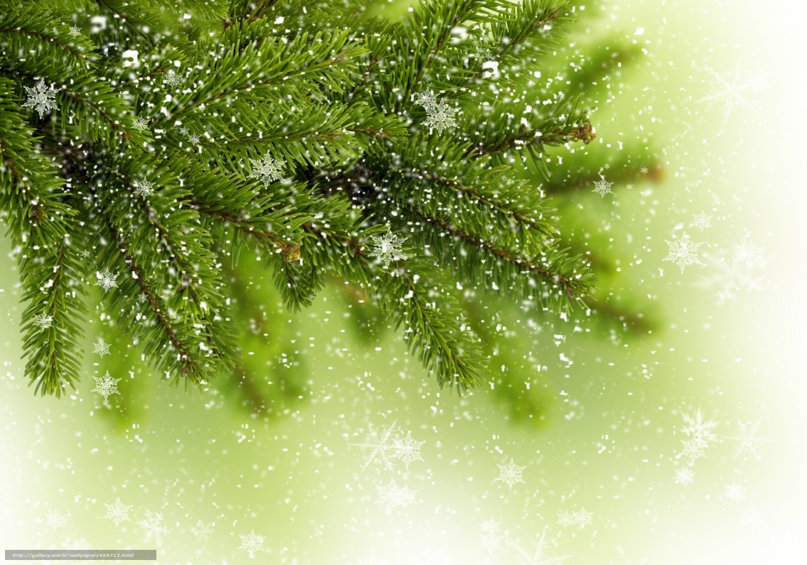 snowy pine branch