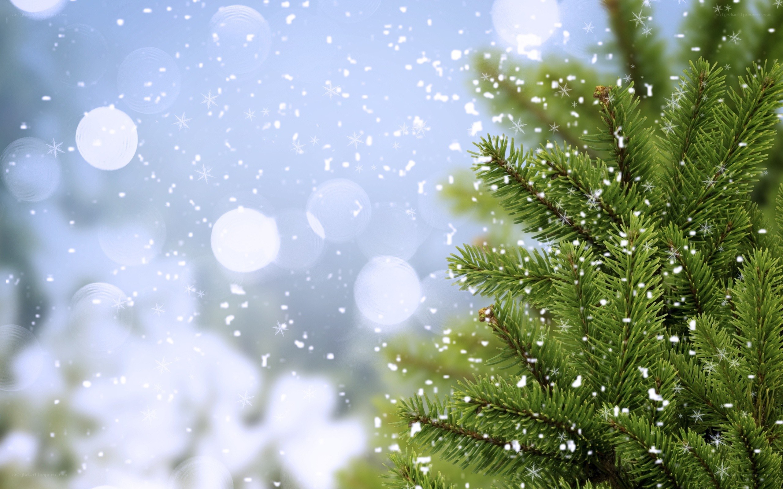 snowy pine branch