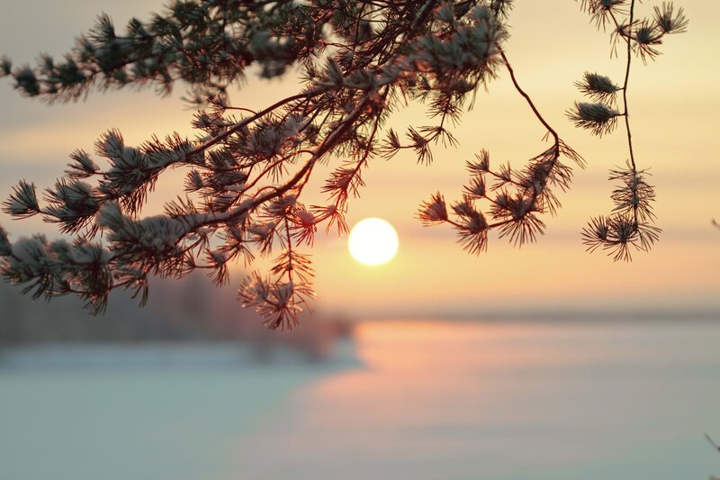 snowy pine branch at sunset