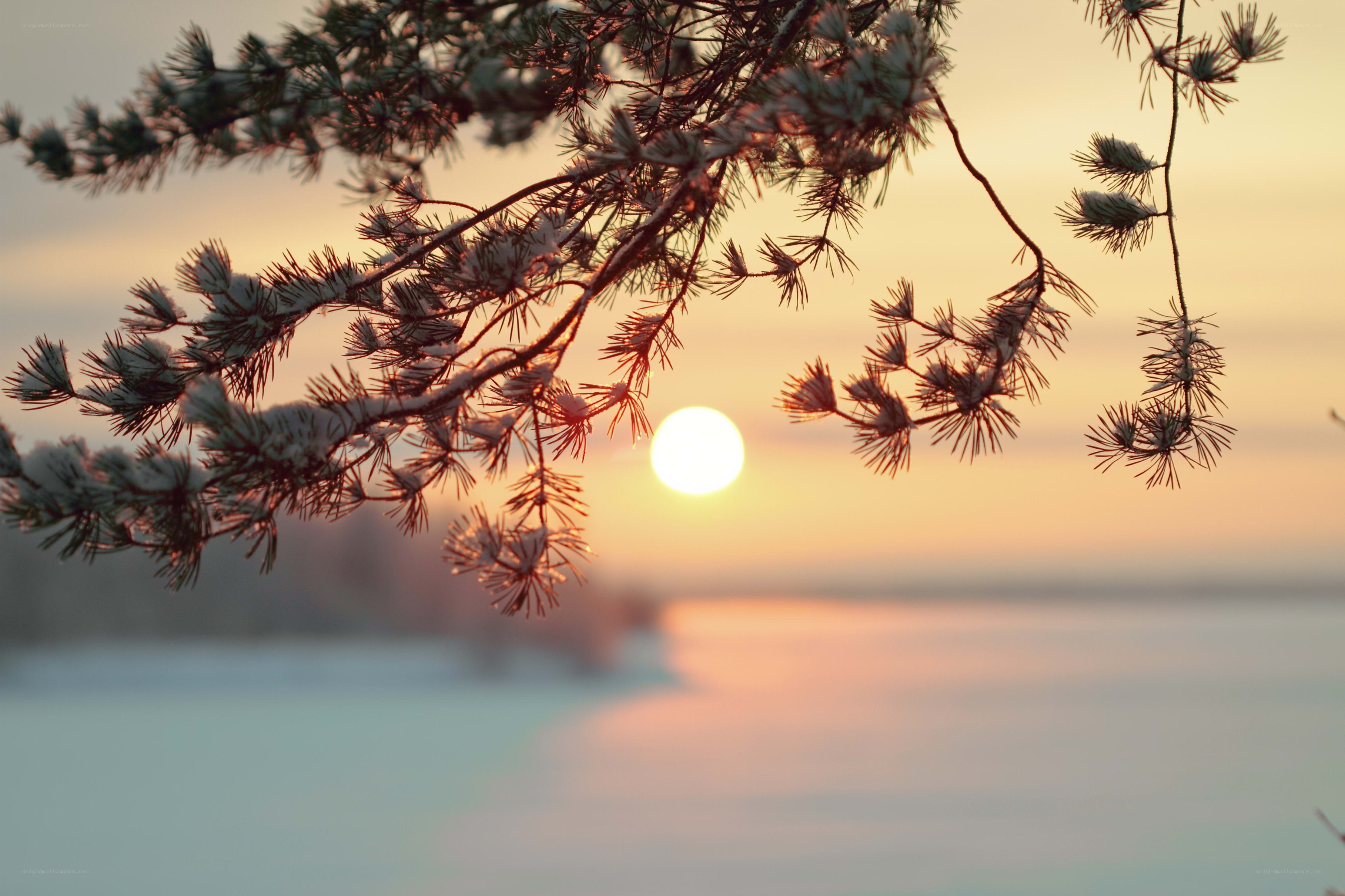 snowy pine branch at sunset