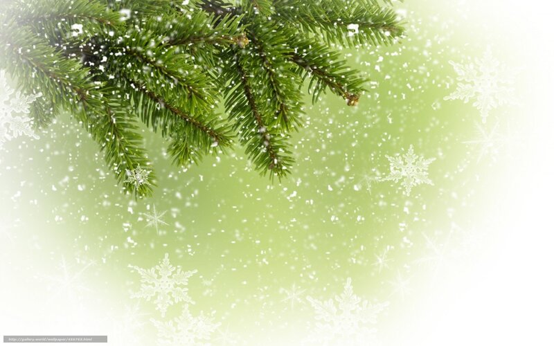 snowy pine branch background