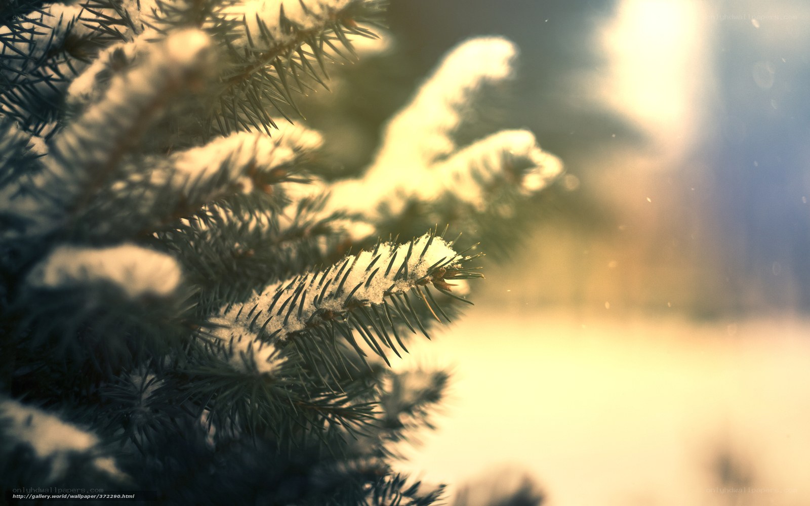 Snowy Pine Branch in Sunlight