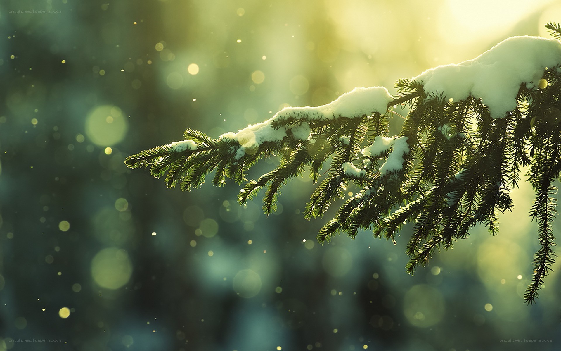 Snowy pine branch in sunlight