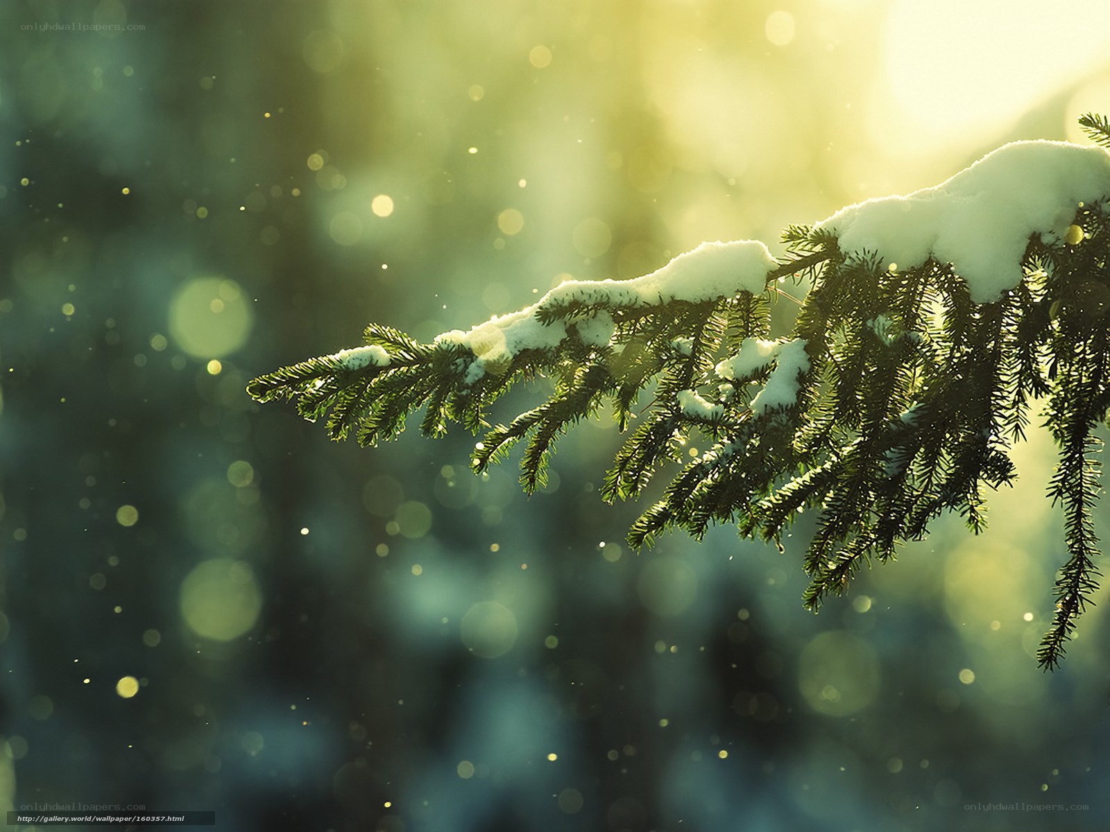 Snowy pine branch in sunlight