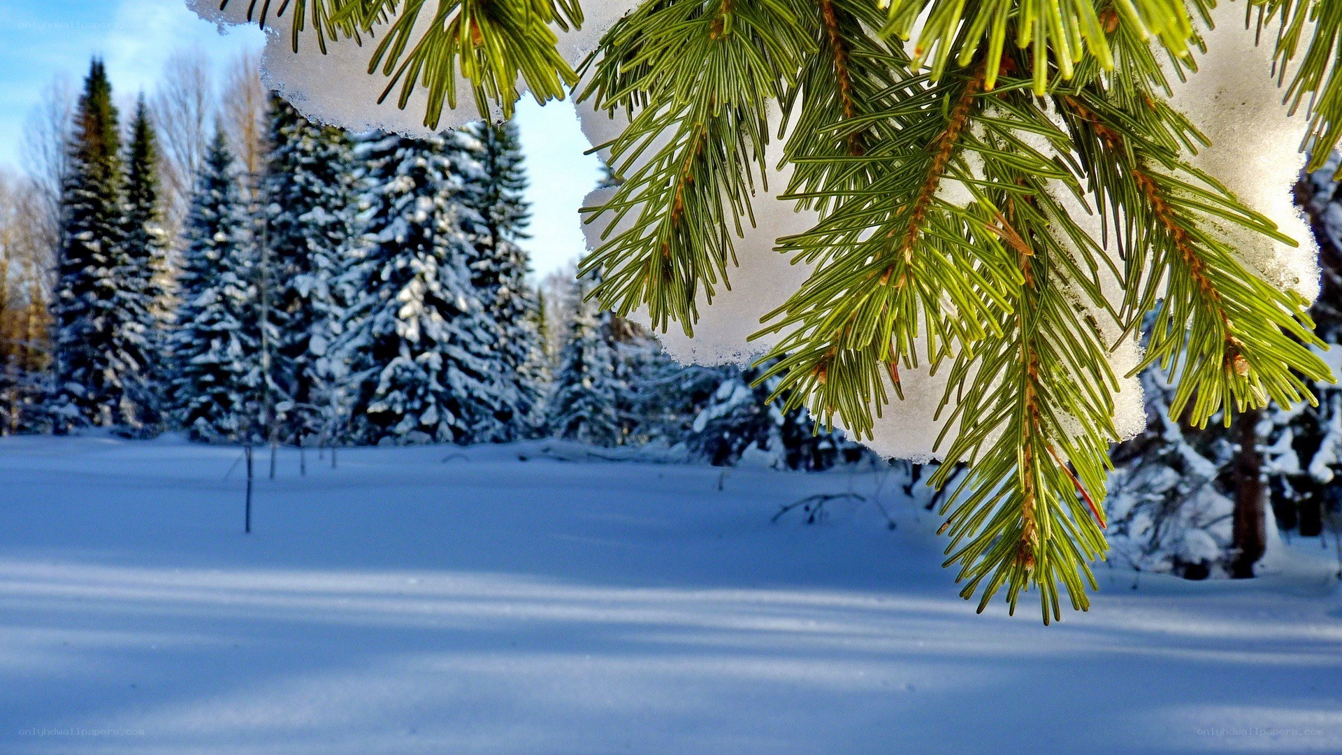 Snowy pine branch in winter forest