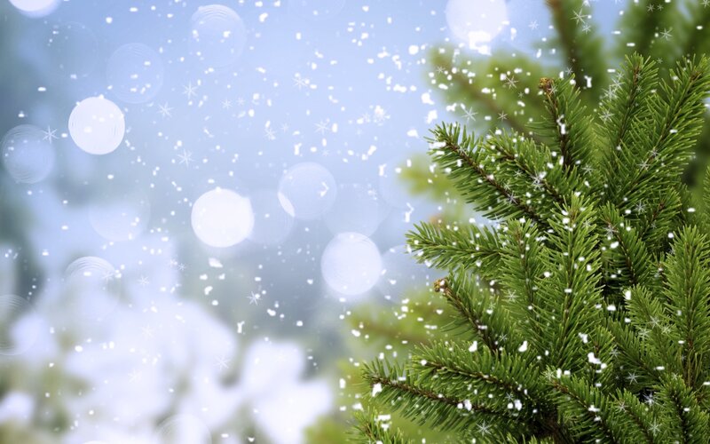 Snowy pine branch in winter