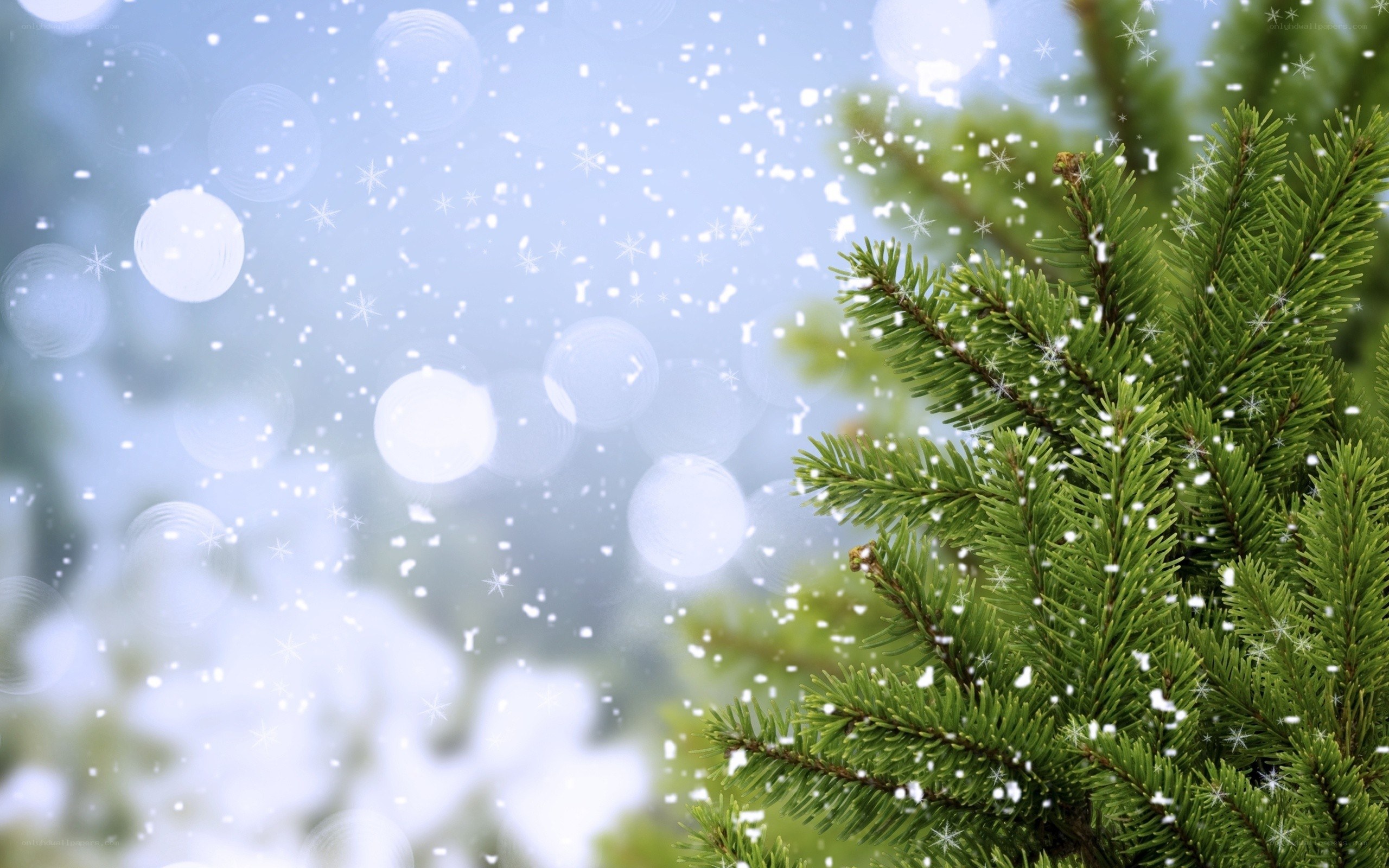 Snowy pine branch in winter