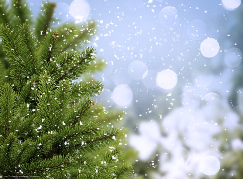 snowy pine branch