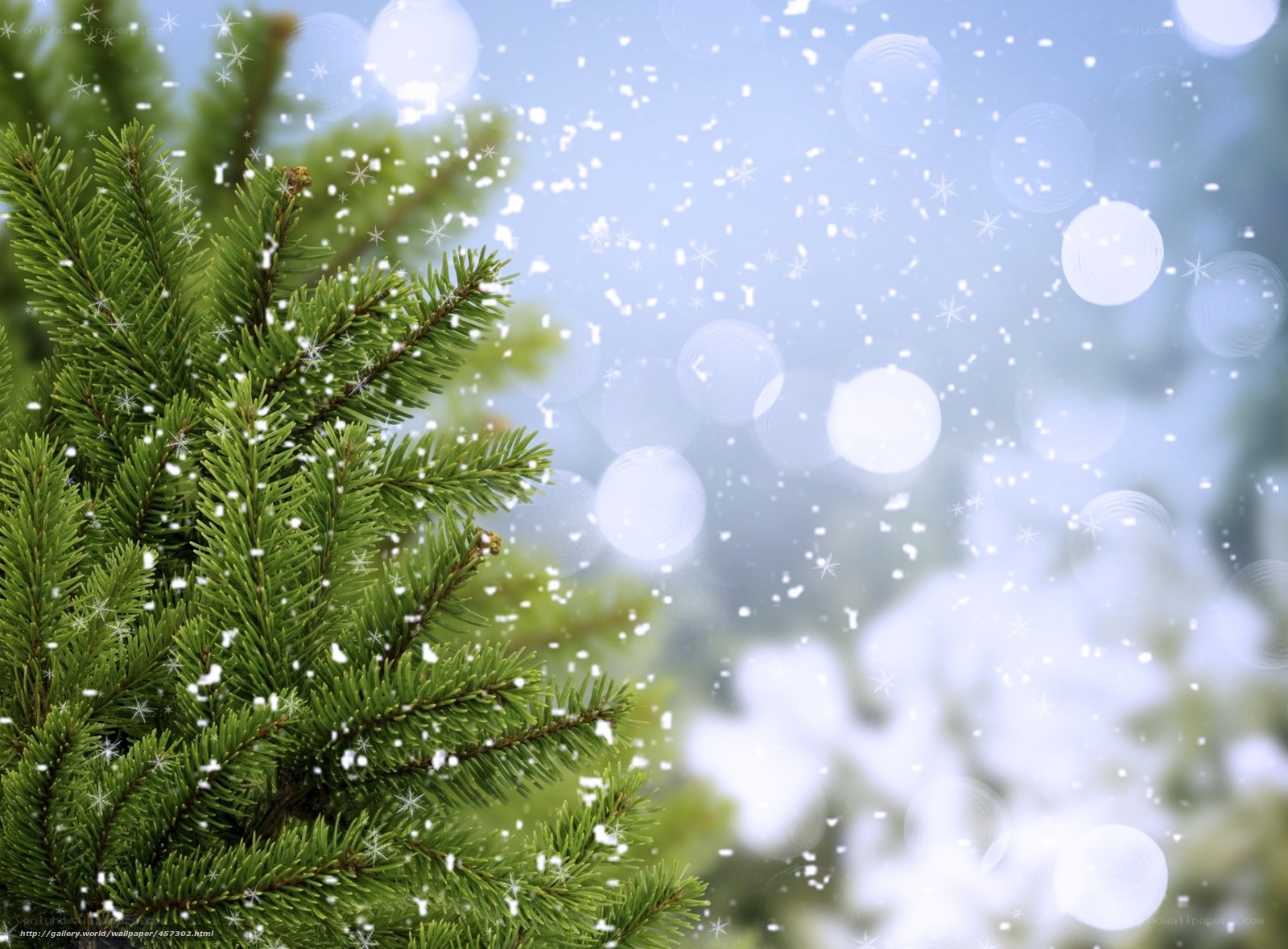 snowy pine branch
