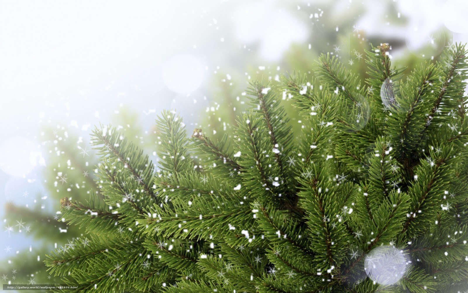 snowy pine branches