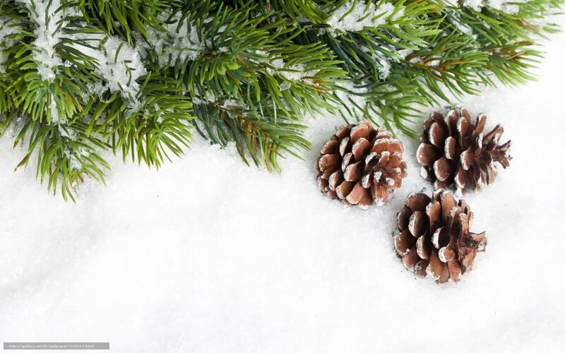 snowy pine branches and cones