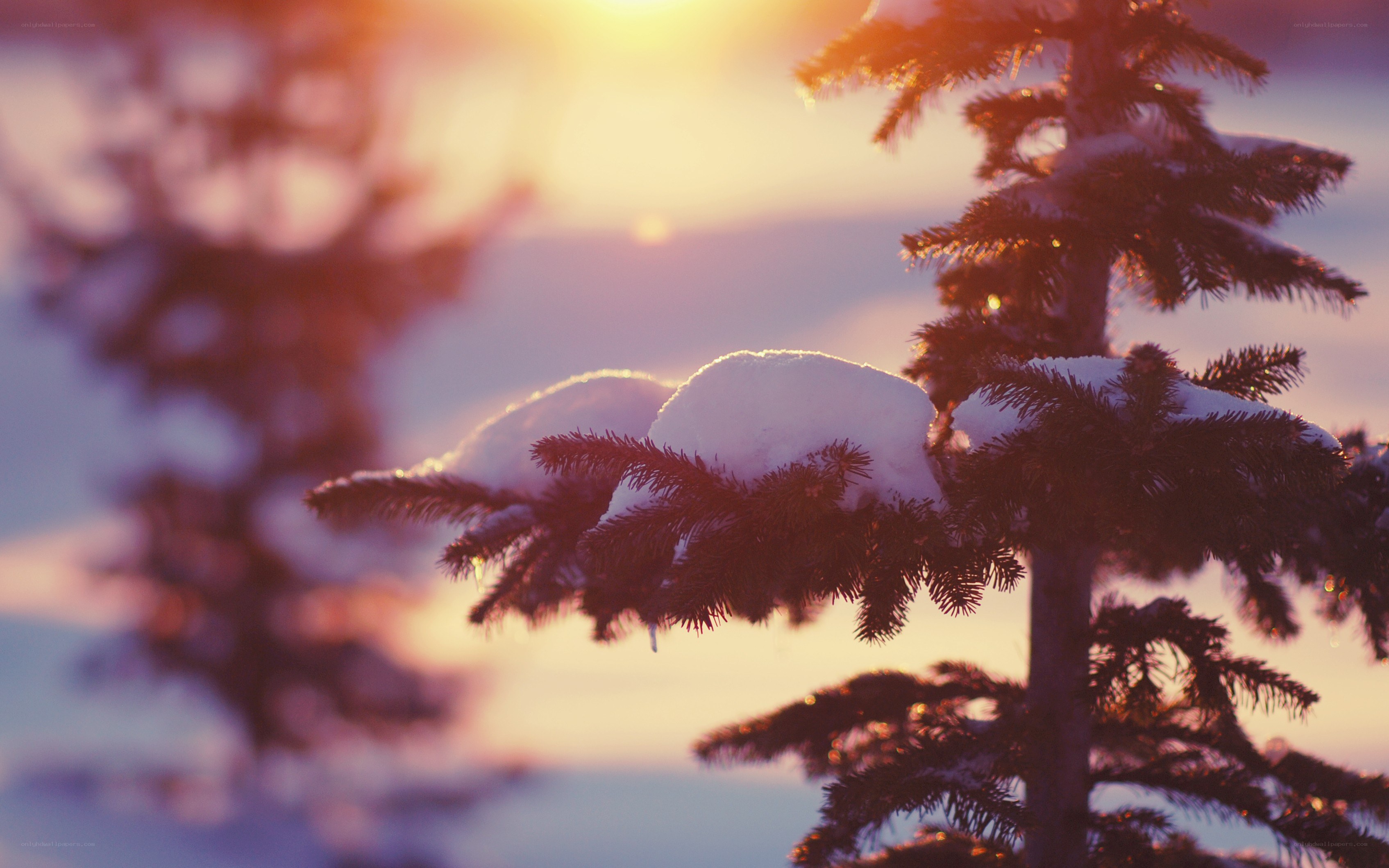 Snowy pine branches at sunset