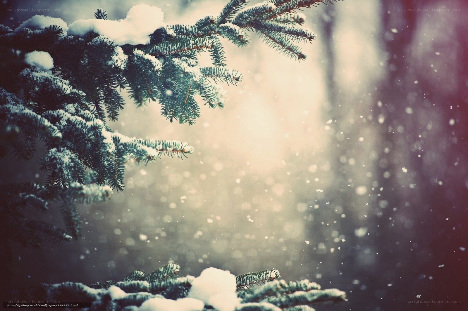 Snowy pine branches in winter