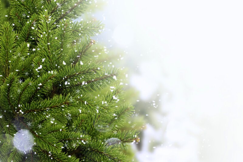 snowy pine branches
