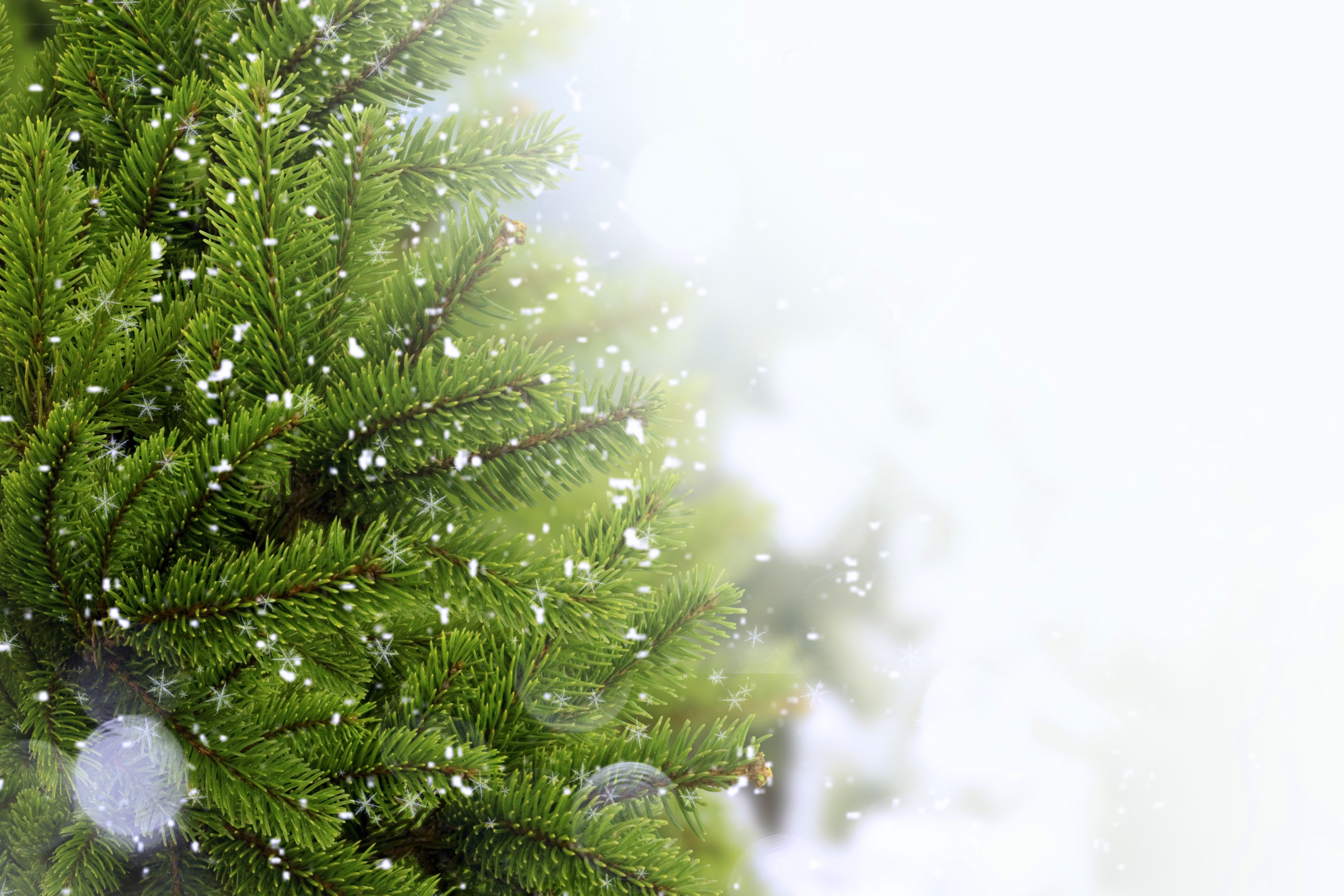 snowy pine branches