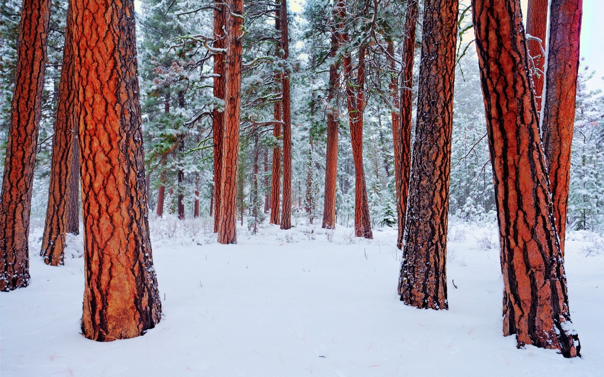 Snowy pine forest