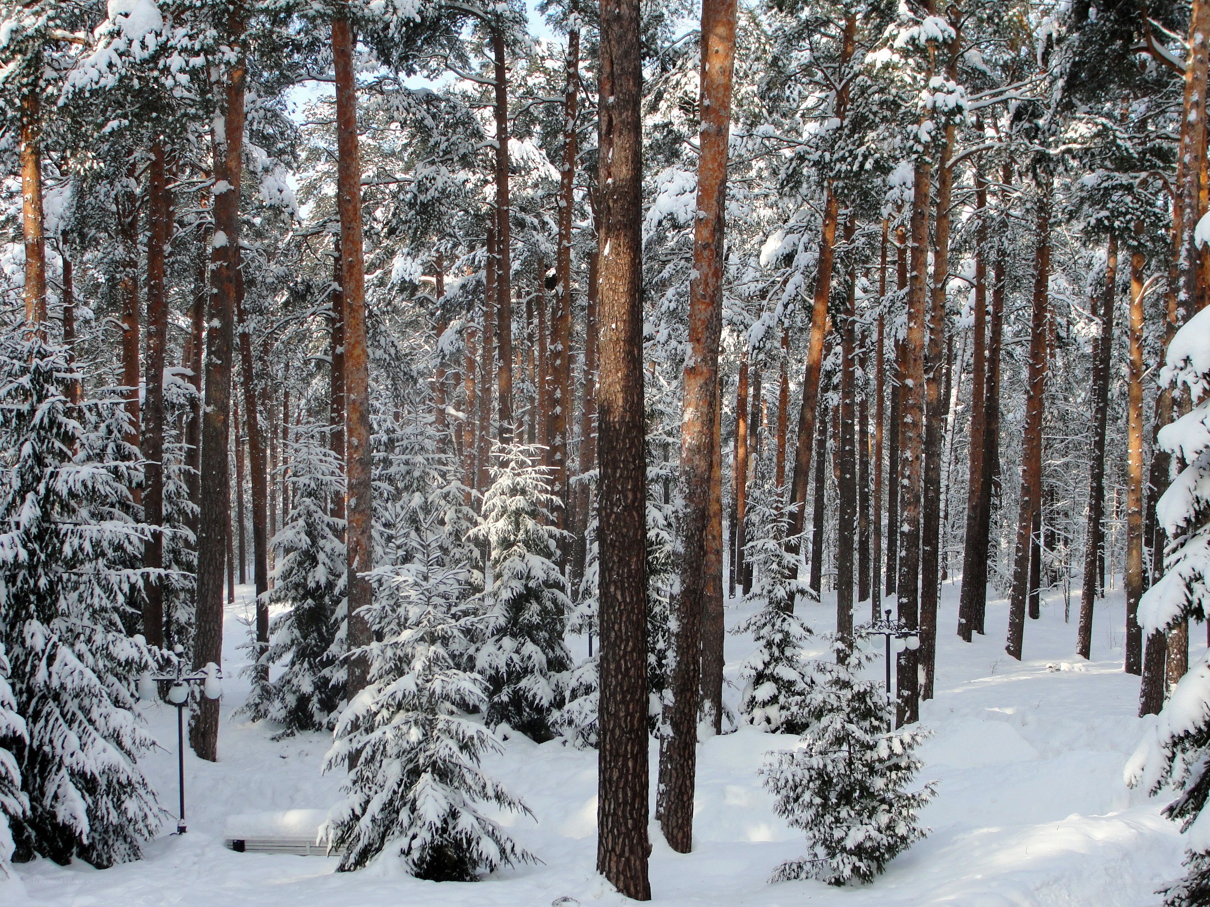 Snowy pine forest