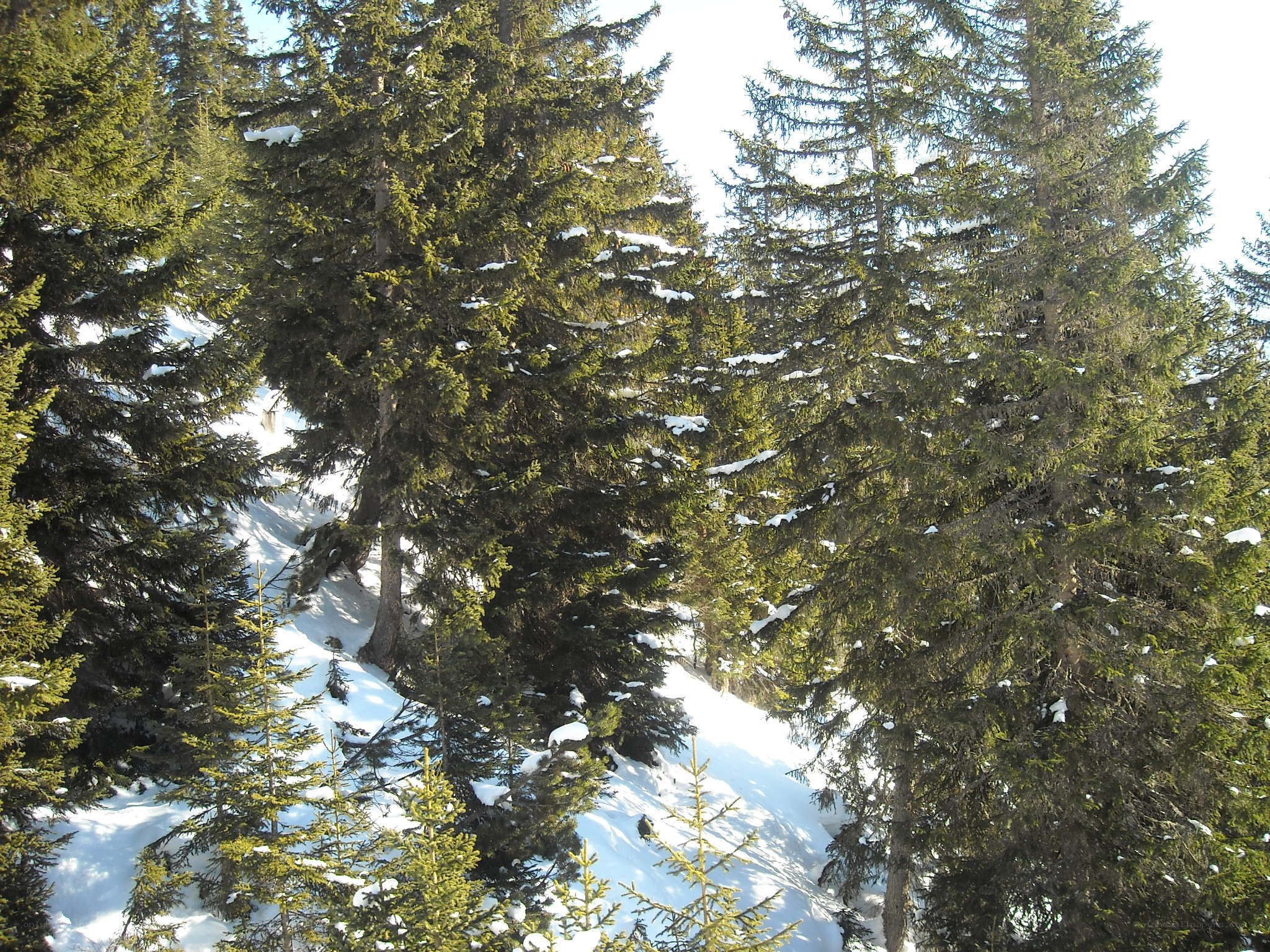 Snowy pine forest