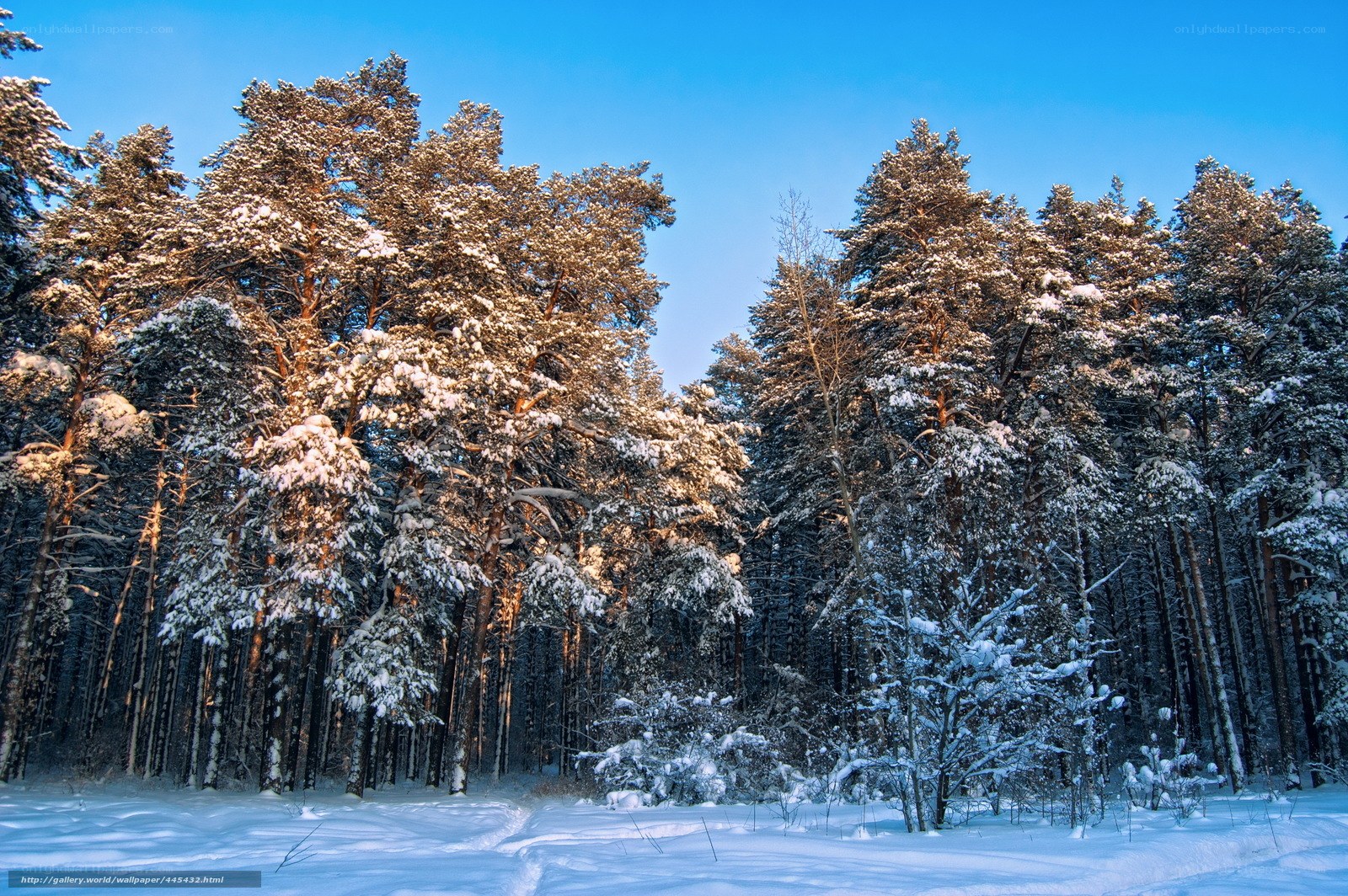 Snowy pine forest at sunrise
