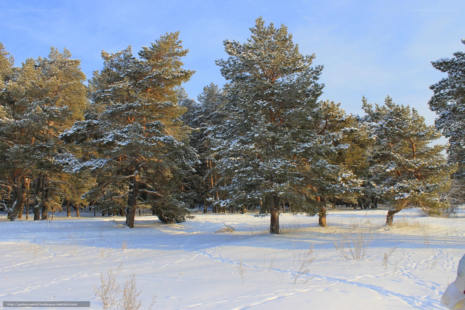 Snowy pine forest at sunrise