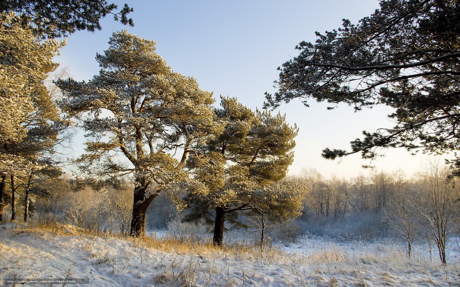 Snowy pine forest at sunrise