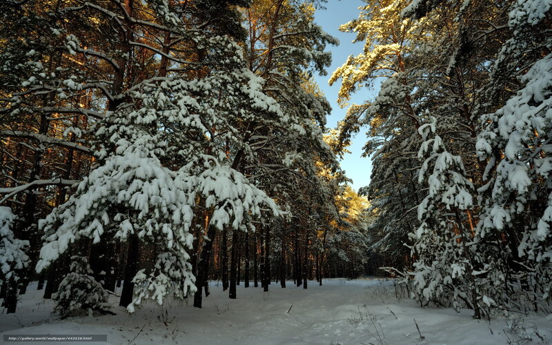Snowy pine forest at sunset
