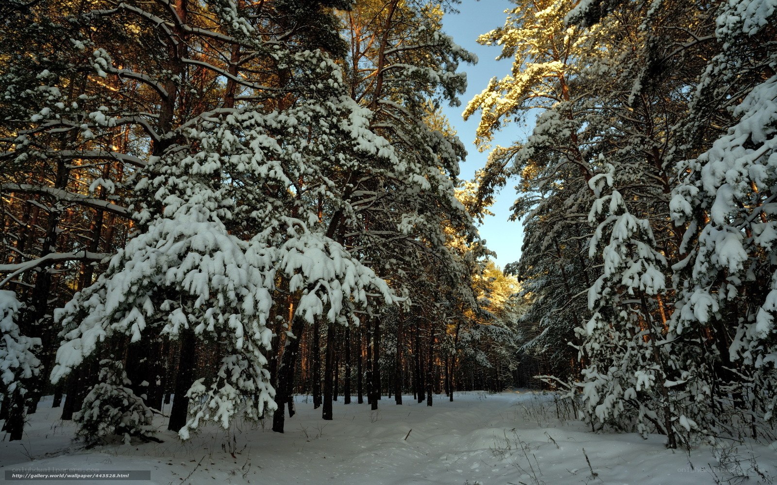 Snowy pine forest at sunset