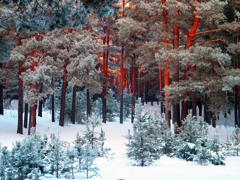 snowy pine forest at sunset