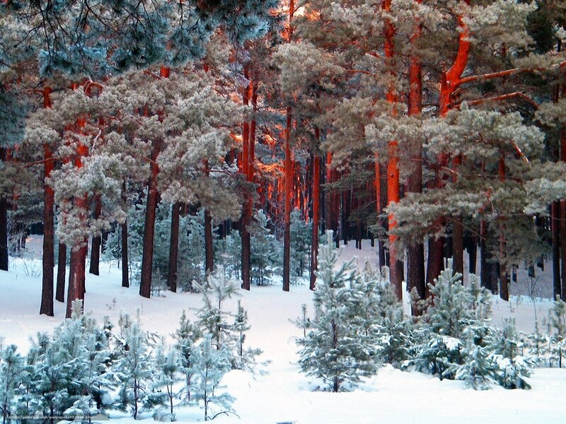 Snowy pine forest at sunset