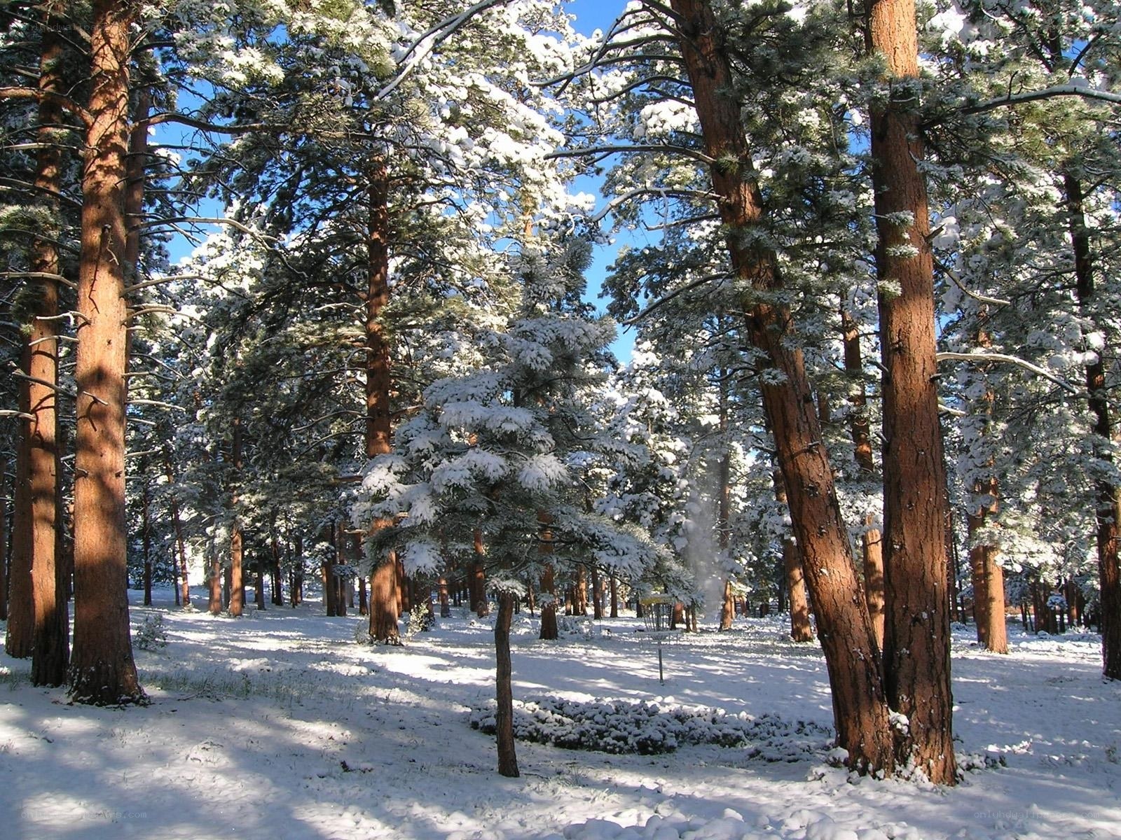 Snowy pine forest in winter