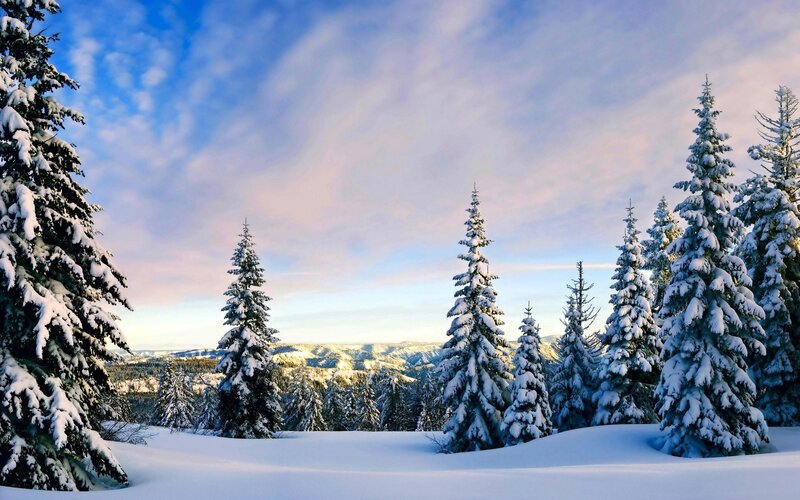 Snowy pine forest landscape