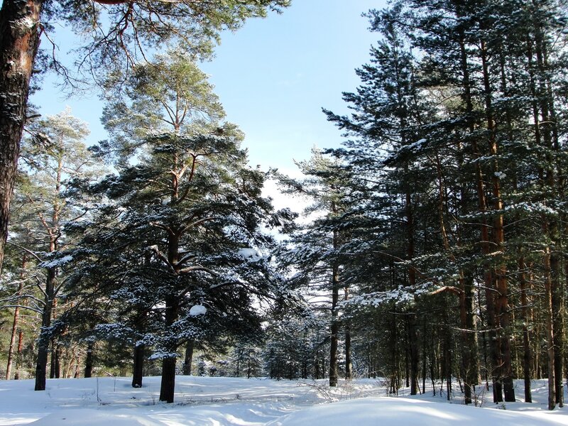 Snowy pine forest landscape