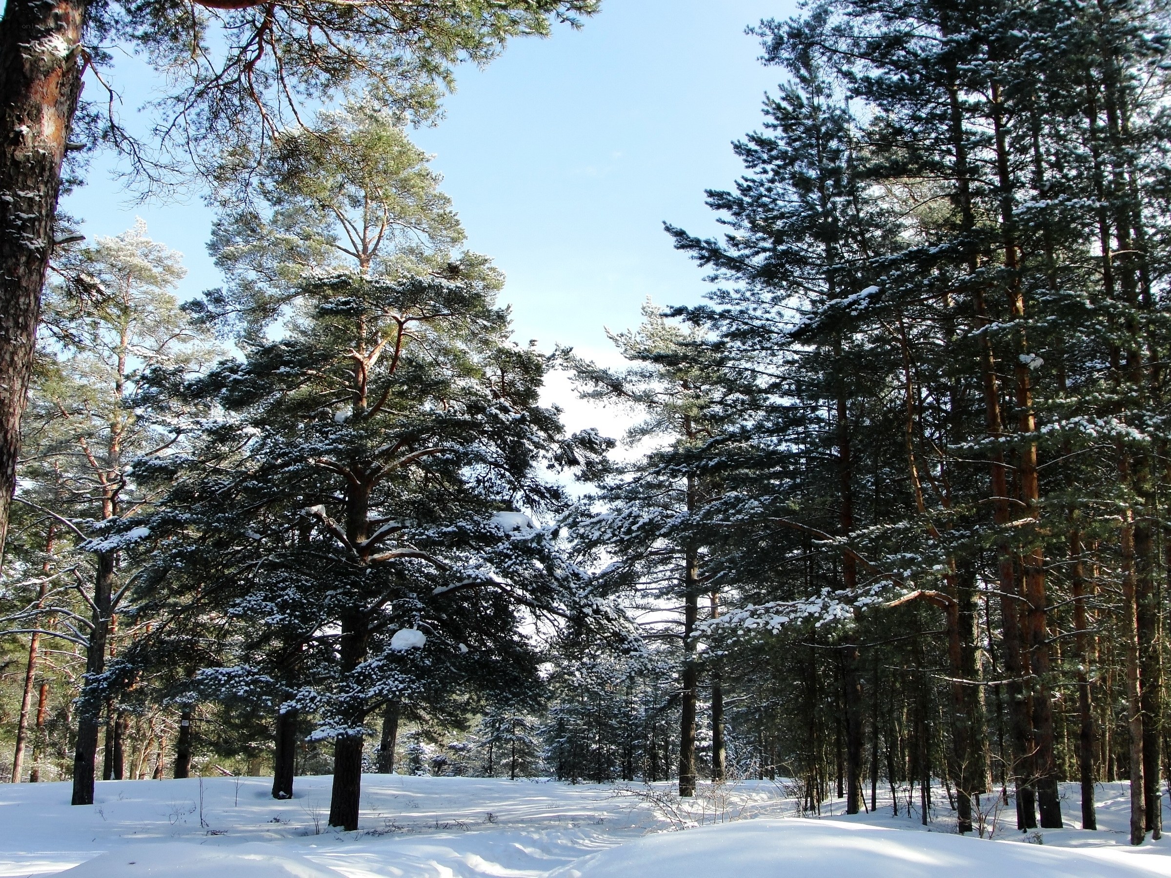 Snowy pine forest landscape