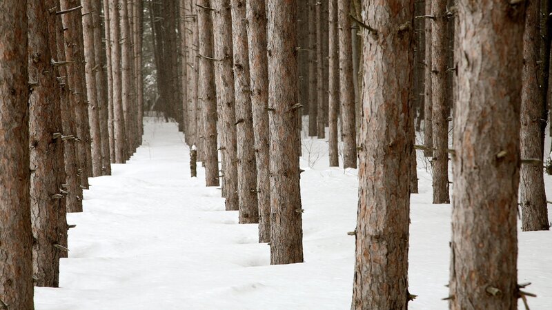 Snowy pine forest path