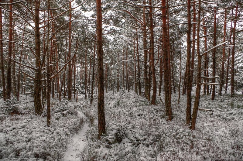 Snowy pine forest path