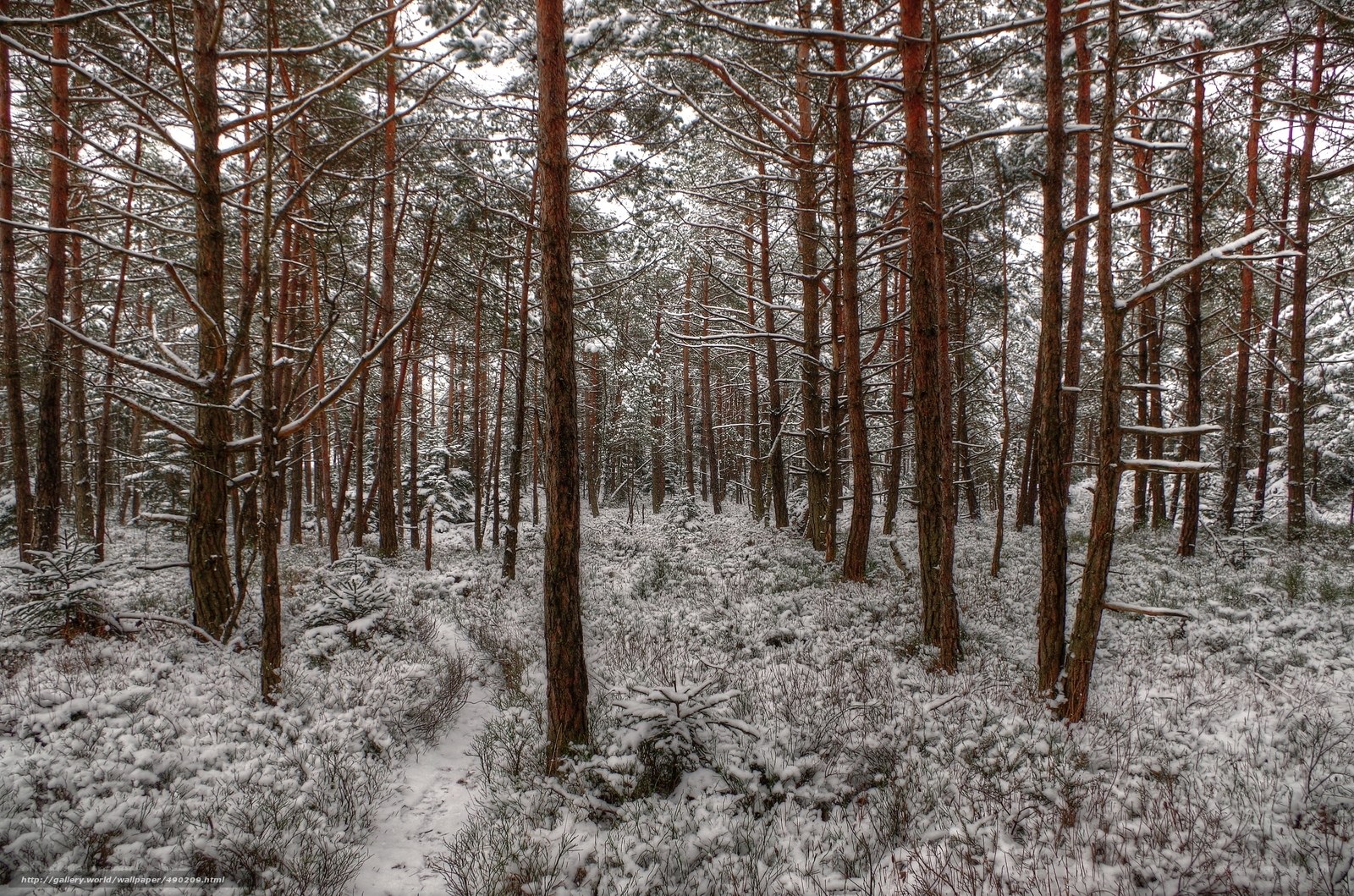 Snowy pine forest path