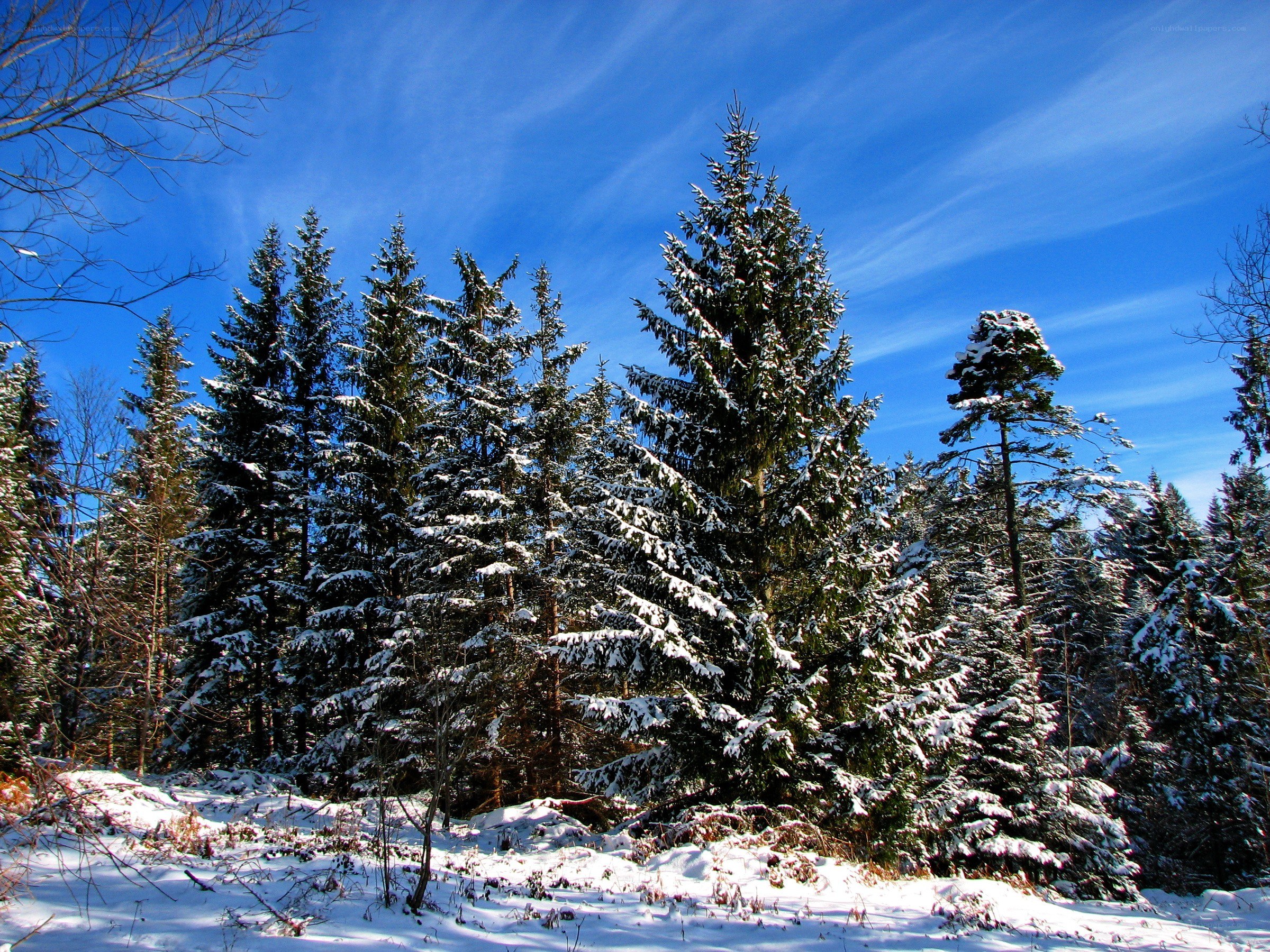 Snowy pine forest under blue sky