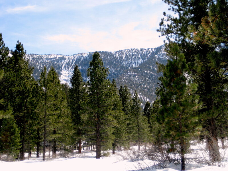 Snowy pine forest with mountains