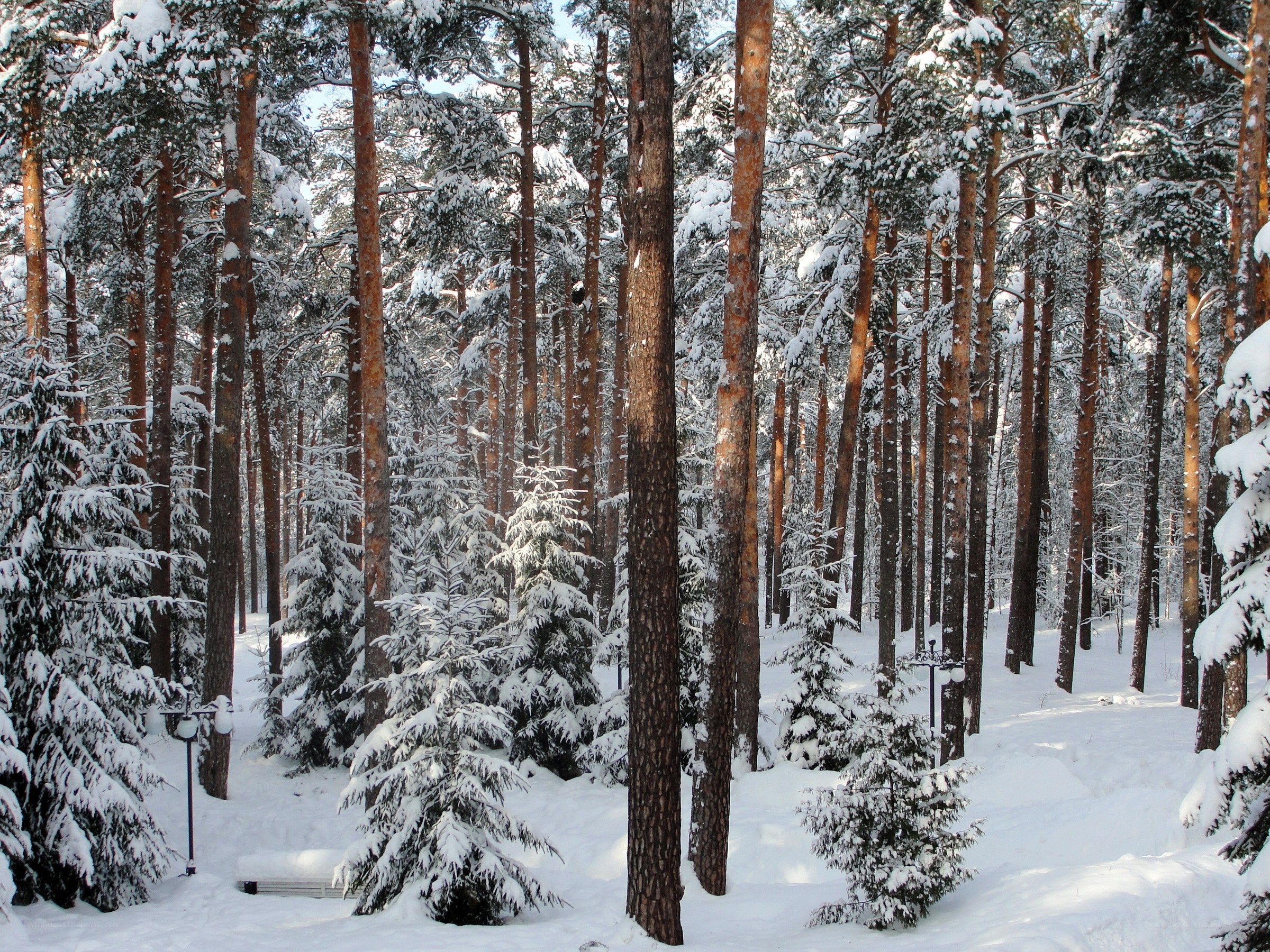 Snowy pine forest